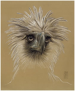 Australian Wedged-tailed Eagle Endangered Species Note Card